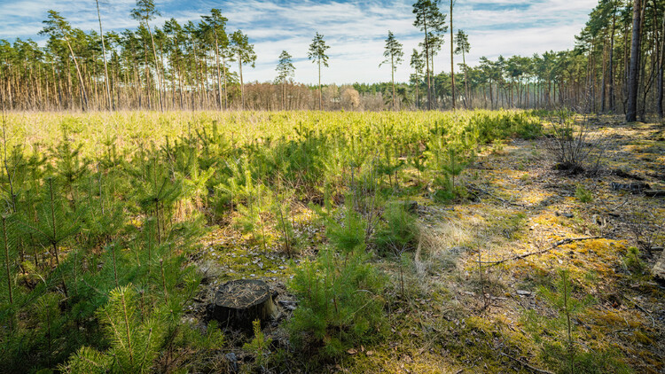 5 lat lasu węglowego pod Poznaniem. Ekosystem rozwija się zgodnie z planem
